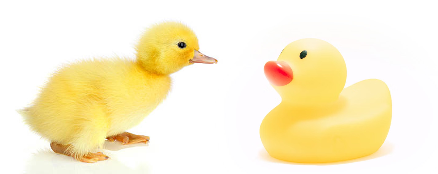real duck vs rubber duck
